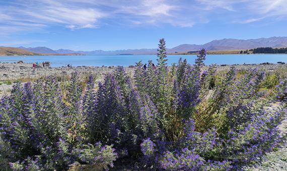 蒂卡波湖 Lake Tekapo-1